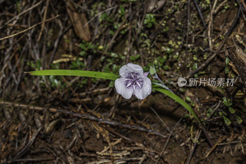 Calochortus tolmiiei是北美百合科开花植物的一种，俗称Tolmie's star-tulip和pussy ears。六河国家森林;Del Norte县;克拉马斯语范围;加州;植物区系